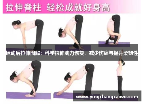 运动后拉伸图解：科学拉伸助力恢复，减少伤痛与提升柔韧性