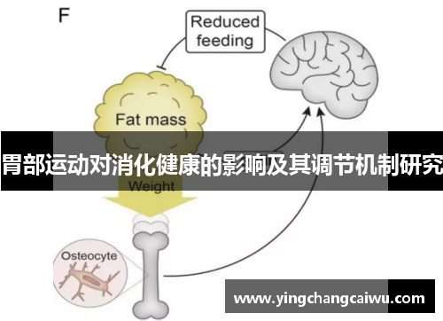 胃部运动对消化健康的影响及其调节机制研究